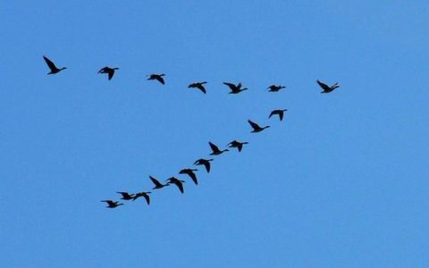 头雁高飞群雁随