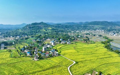 花桥镇喻格村完成1700亩油菜秋播