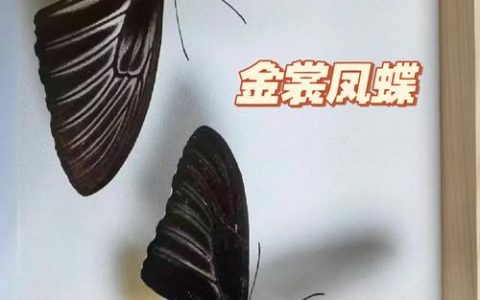 首次发现金裳凤蝶、拉步甲等国家二级保护动物