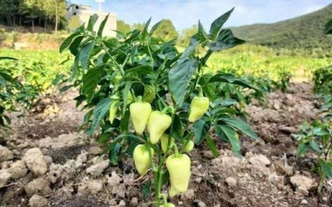 突破瓶颈天地阔 ——来自崇阳县路口镇的特别报道