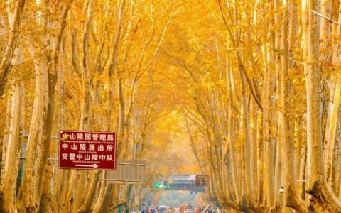 桃花岭大道：梧桐铺就“金地毯” 冬日美景引客来