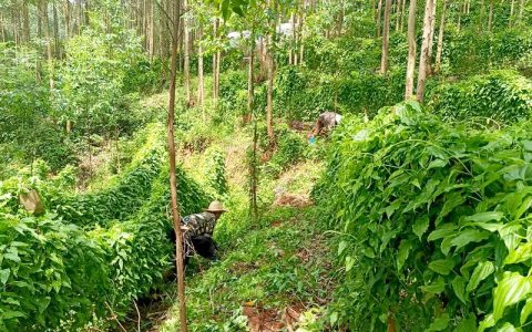 8000亩“云端药谷”林下生金