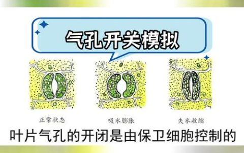 胡红红教授团队揭示ABA调控气孔运动的新机制
