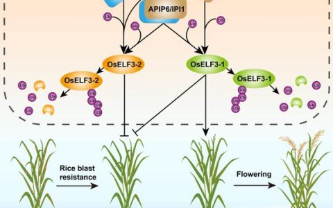 周道绣教授团队揭示代谢与染色质修饰协同调控水稻耐热新机制