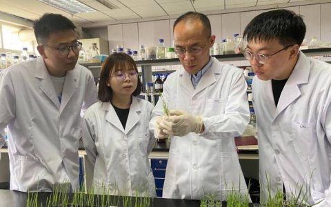 华中农业大学李兴旺教授团队构建水稻相分离相关蛋白综合数据库ricePSP