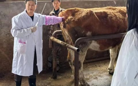 华中农业大学学者在奶牛繁殖力检测领域取得新进展