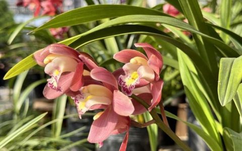 大别山兰花产业园开园：兰友云集 两天交易额达到7000万元