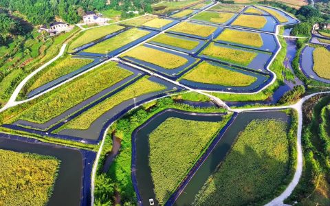 “菜-虾”循环种养模式助农增收