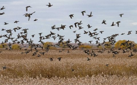 龙感湖迎来候鸟迁徙高峰已达8.5万只