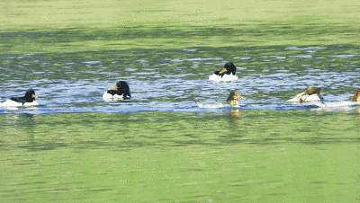 快看~宜都版“疯狂动物城”!