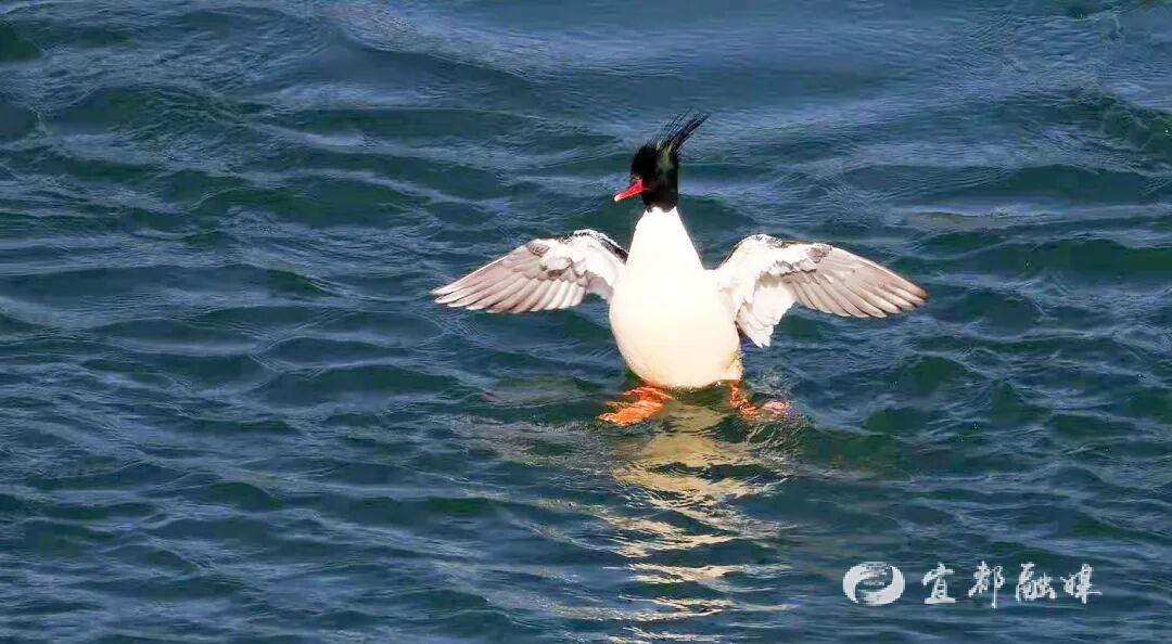 快看~宜都版“疯狂动物城”！