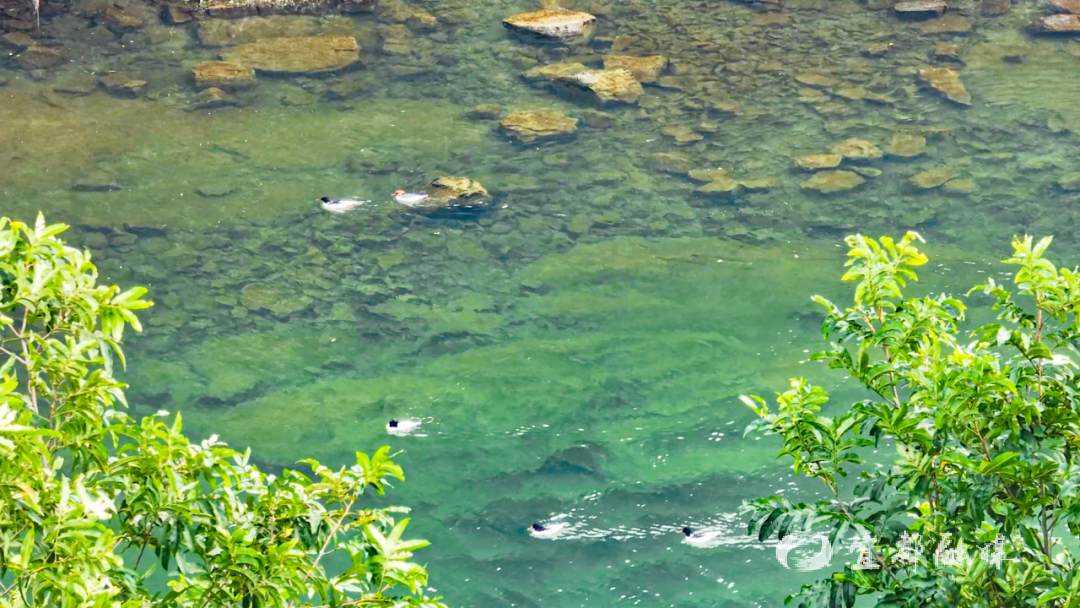 快看~宜都版“疯狂动物城”！