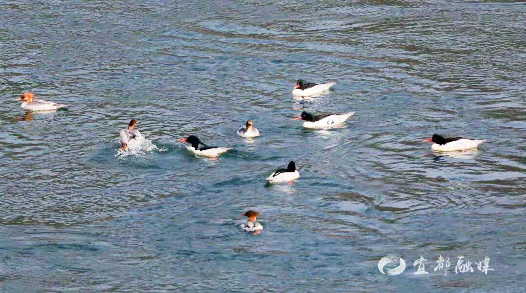 快看~宜都版“疯狂动物城”！