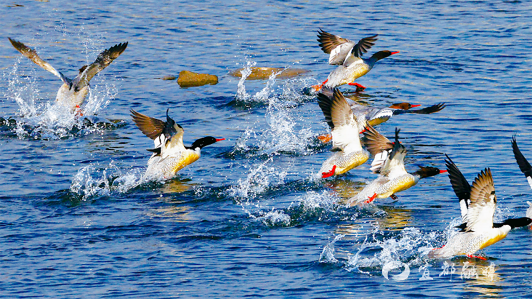 快看~宜都版“疯狂动物城”!