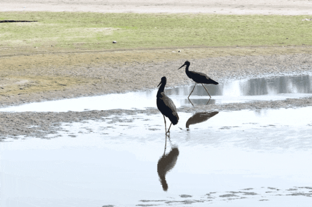 快看~宜都版“疯狂动物城”!