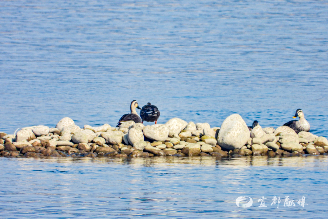快看~宜都版“疯狂动物城”!