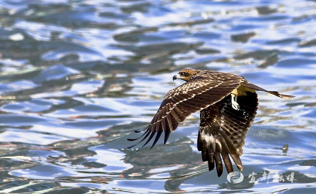 快看~宜都版“疯狂动物城”!