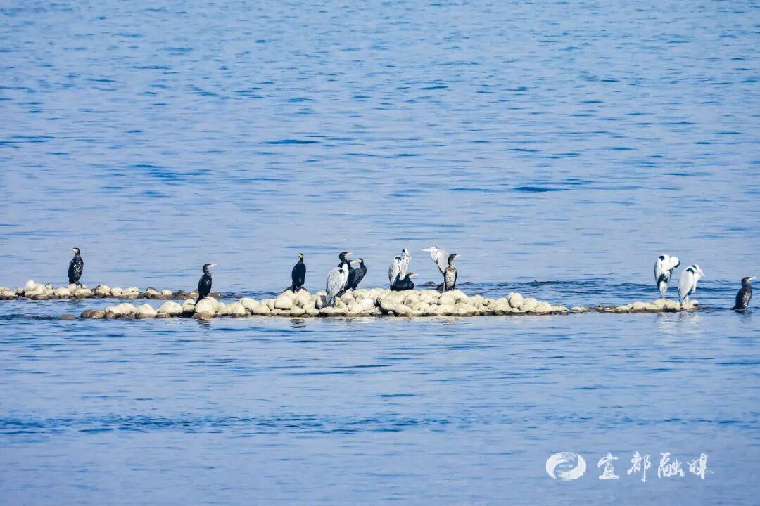 快看~宜都版“疯狂动物城”!