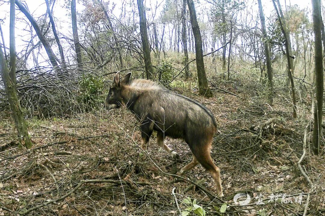 快看~宜都版“疯狂动物城”!