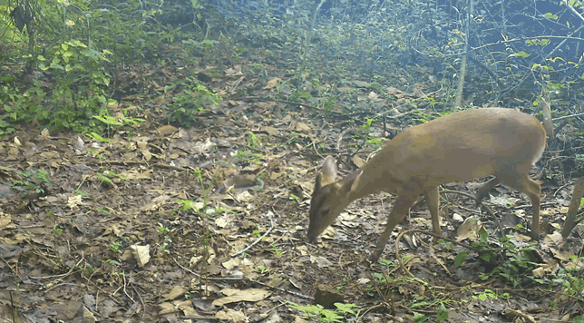 快看~宜都版“疯狂动物城”!