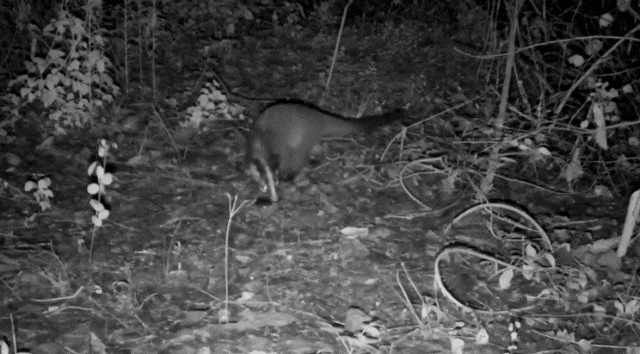 快看~宜都版“疯狂动物城”!