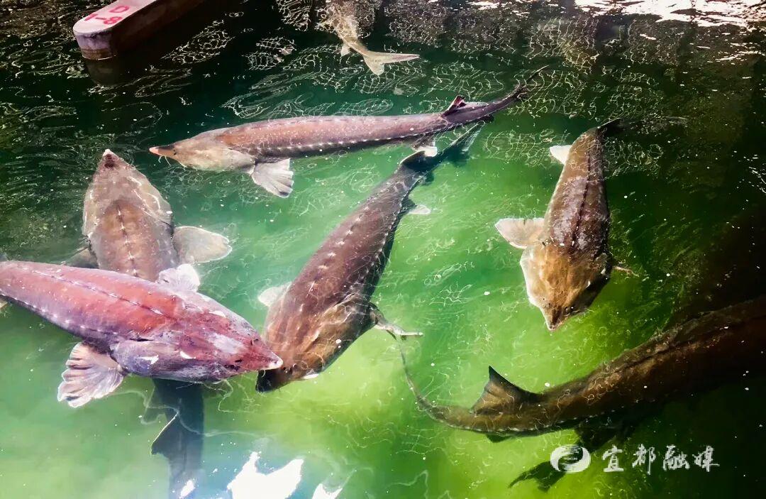 快看~宜都版“疯狂动物城”!