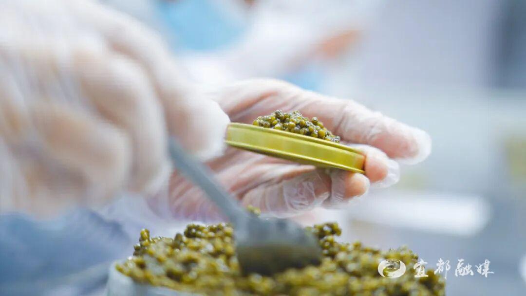 快看~宜都版“疯狂动物城”！