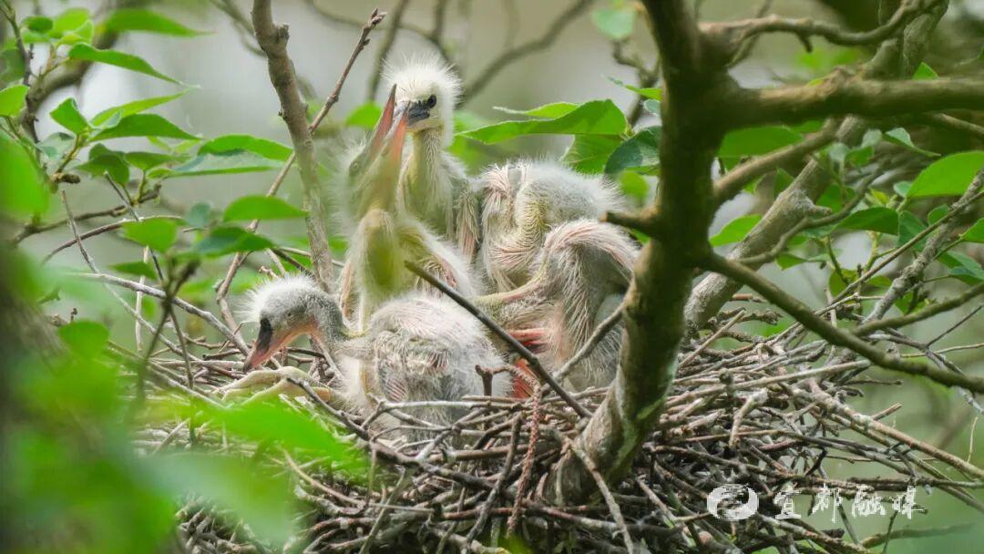 快看~宜都版“疯狂动物城”!
