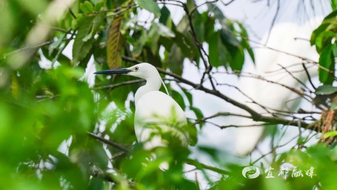 快看~宜都版“疯狂动物城”!