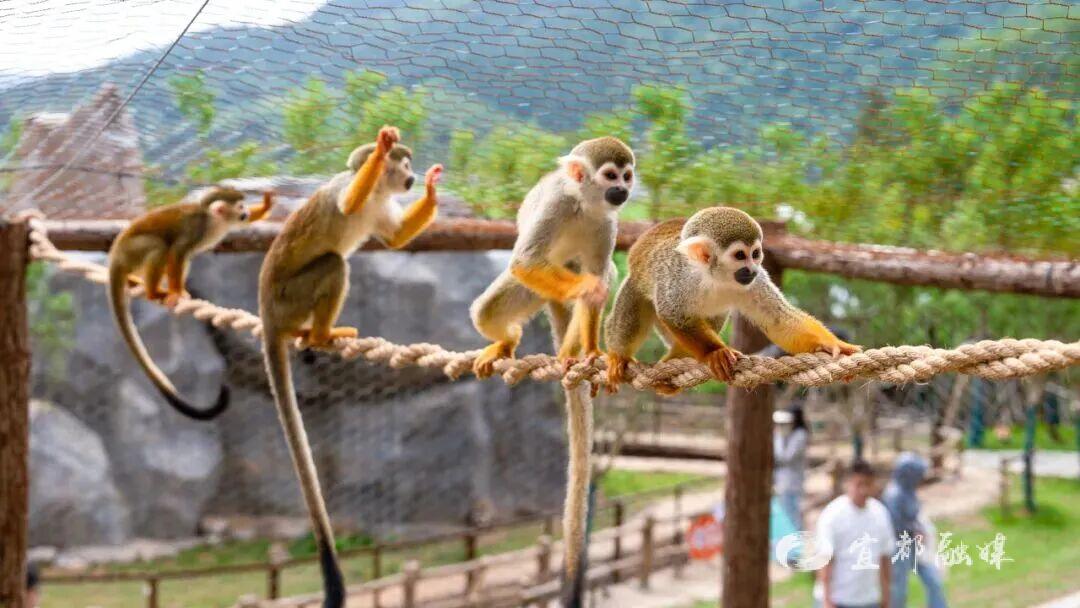 快看~宜都版“疯狂动物城”!