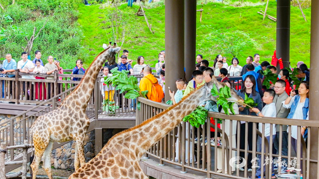 快看~宜都版“疯狂动物城”!