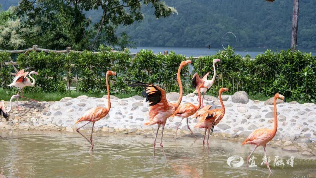 快看~宜都版“疯狂动物城”！