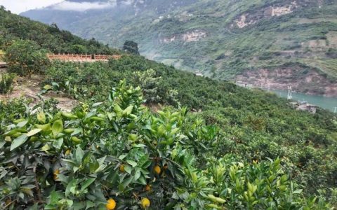 “永善橙”飘香上市
