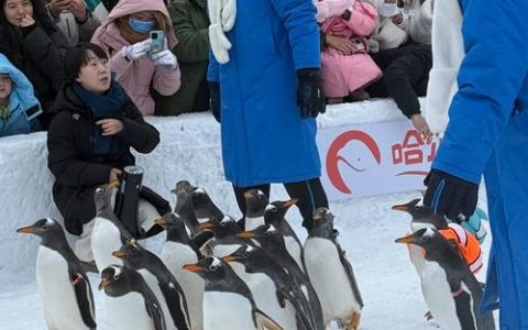 “企鹅舞”跳进武汉地铁，市民拍照直呼“会整活”