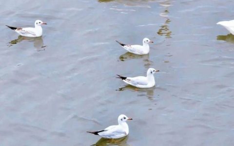 红嘴鸥戏水，青头潜鸭安家，武汉东湖迎来“明星”越冬客