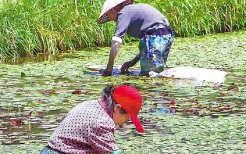 绿水青山育珍馐 ——利川莼菜的生态重生与富民路