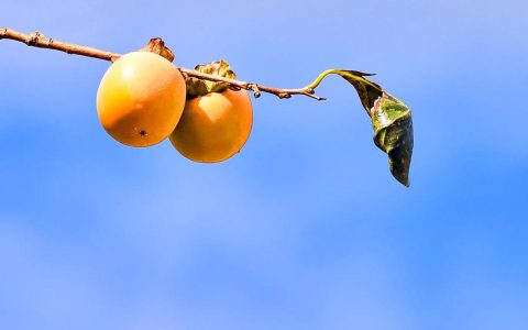 罗田化解柿农“甜蜜烦恼”