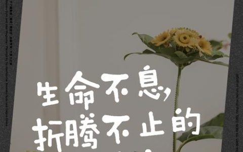 有时候，“不折腾”也是竞争力