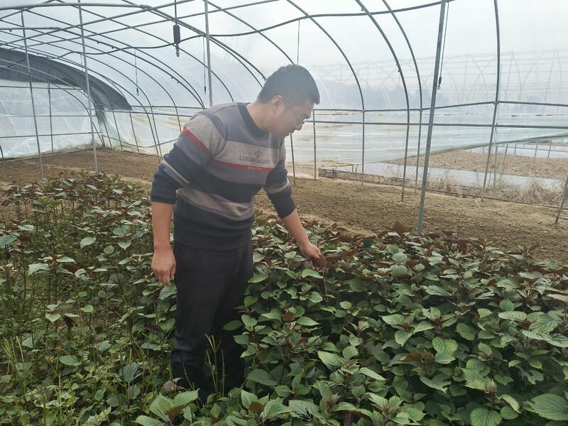 冬闲人不闲 药材生金链——阳新中药材全产业链赋能乡村振兴