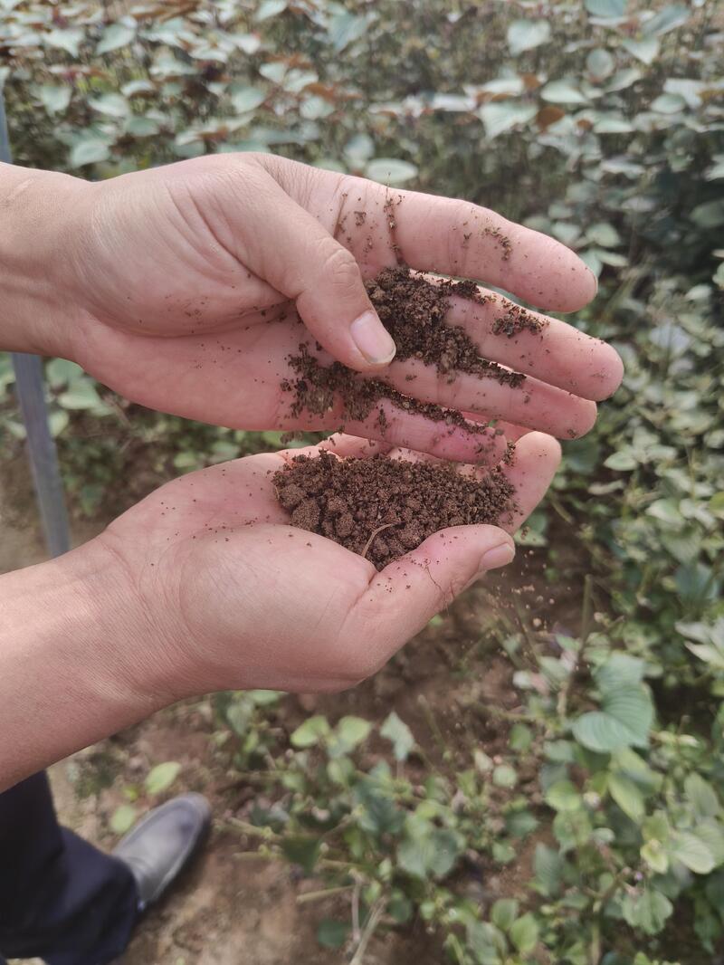 冬闲人不闲 药材生金链——阳新中药材全产业链赋能乡村振兴