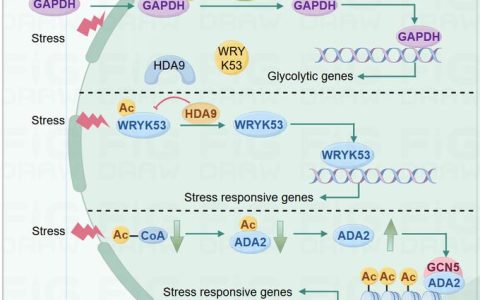 赵毓教授课题组揭示转录因子和组蛋白修饰酶协同调控水稻干细胞命运的新机制