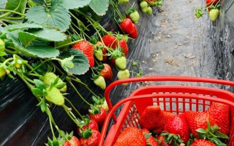 草莓迎来采摘季