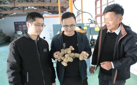 冬闲人不闲 药材生金链——阳新中药材全产业链赋能乡村振兴