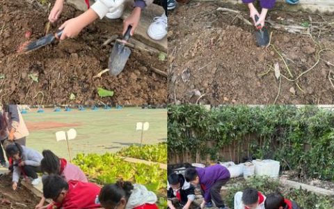 把劳动课堂搬进 “班级小菜园”