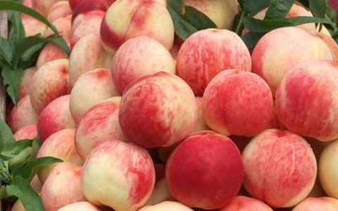 “智慧桃”结出“共富果” | “枣阳皇桃”奏响生态富民的“田园乐章”