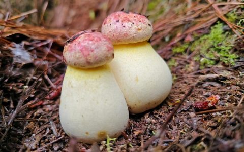 武穴市大金镇：“小菌菇”谱写“大文章”