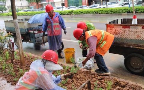 嘉鱼县园林局全面开展绿化补栽工作 为城市添绿增彩