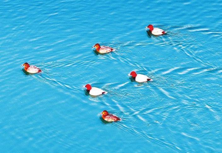 青头红头潜鸭相聚南水北调水源地