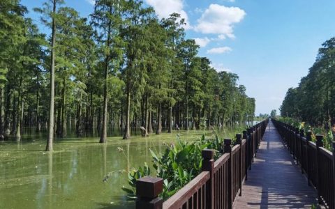 涨渡湖湿地森林公园景美如画