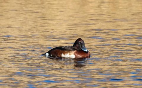 青头红头潜鸭相聚南水北调水源地